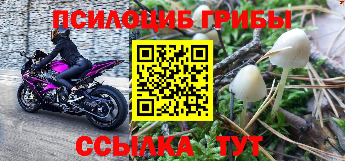 Галлюциногенные грибы Psilocybe Соль-Илецк
